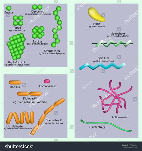 Diagram Bacteria Shapes Arrangement Educational Poster Stock Vector