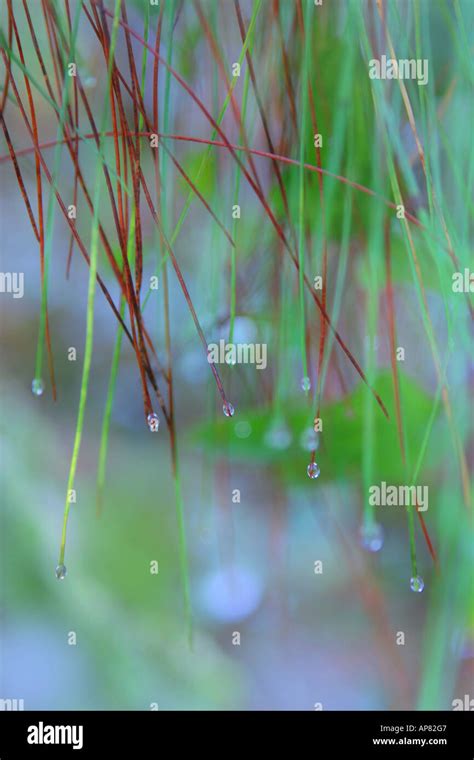 Water Droplets On Pine Needles Cumberland Island National Seashore