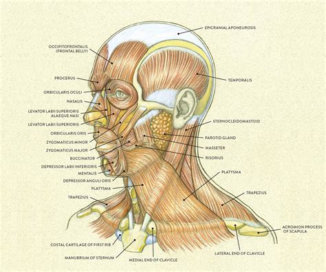 Anatomy Of Human Face Muscles Digital Art By Stocktre