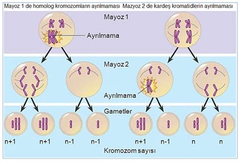 BİLKEM: KALITIMIN GENEL İLKELERİ 4 ( EŞEYE BAĞLI KALITIM )