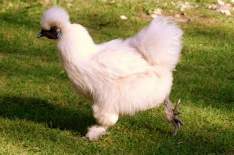 Silkie A Comprehensive Guide To The Furry Chicken Pethelpful