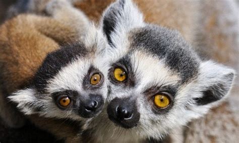 Lemurs Could Be On The Verge Of Extinction Daily Mail Online