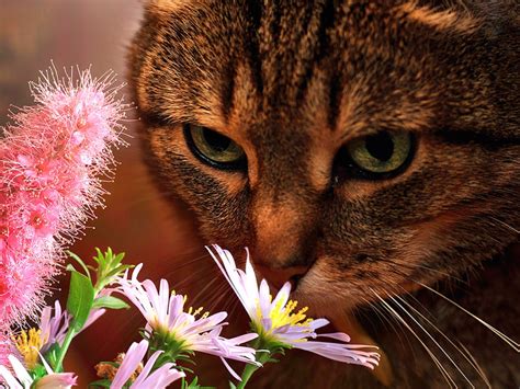 Cat For Lily Wallpaper Lilyz Wallpaper 32854609 Fanpop