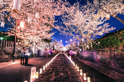 This Beautiful Cherry Blossom Festival Will Light Up Your Life