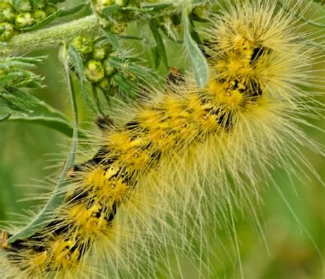 Beware the hair state by state gardening web articles. Hairy yellow/black caterpillar - Estigmene acrea ...