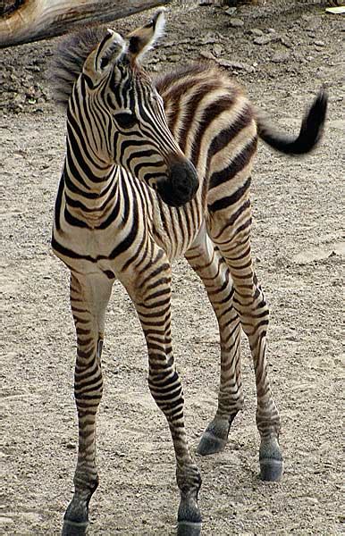 Zebra Foals Baby Animal Zoo