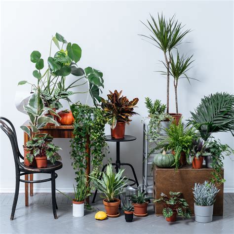How To Move Your Plants To Your New Home Northstar Moving Company