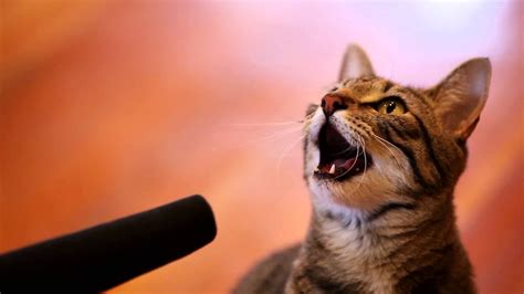 singing cat youtube