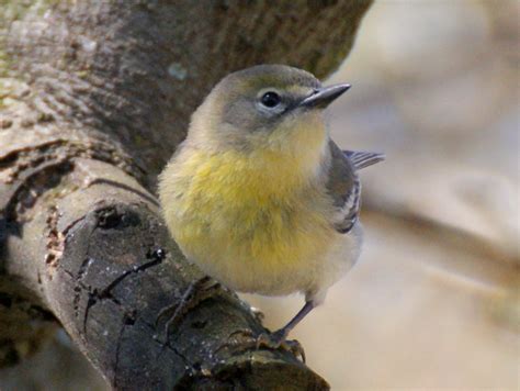 Se Texas Birding And Wildlife Watching Backyard Bird Count