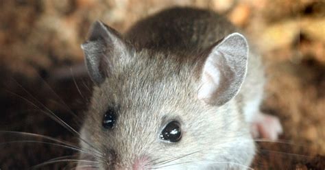 Dying Trees Make Way For Mice With Deadly Disease Wired