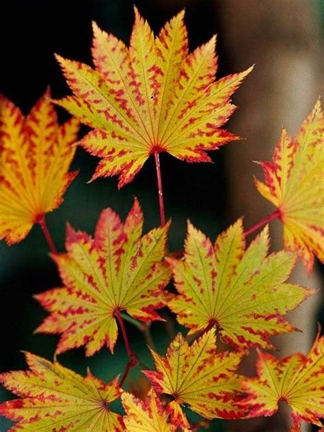 Japanese Maple Varieties Spectacular Trees For Your Garden