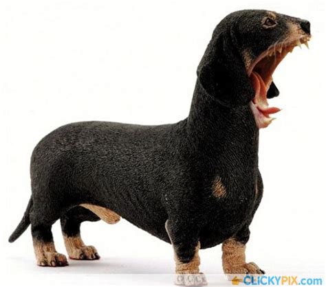 135 Best Cool Animal Hybrids Images On Pinterest Strange