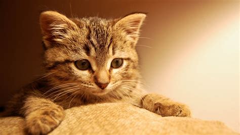 We all know cats remember where their litter boxes and food bowls are, but what else can our feline family members commit to memory? 40+ HD Cat Wallpapers 1920x1080 on WallpaperSafari