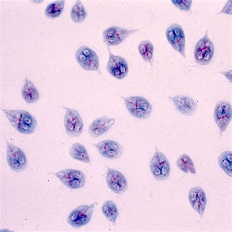 Giardia Lamblia Trophozoite Under Microscope Micropedia