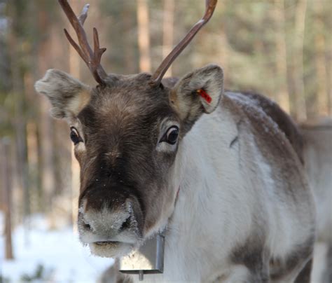 Santa Claus Reindeer Sleigh Ride At Ritavaara In Pello In Lapland Travel Pello Lapland Finland