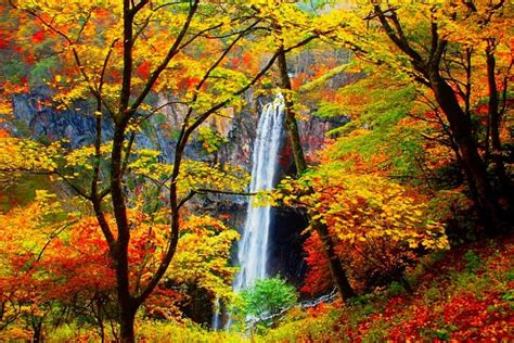 Forest Waterfall In Autumn Forest Fall Leavews Autumn Colors