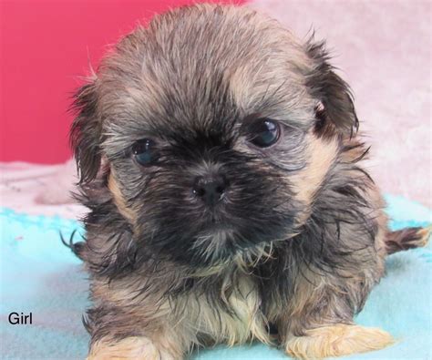 If you are unable to find your dachshund puppy in our puppy for sale or dog for sale sections, please consider looking thru thousands of dachshund dogs for adoption. Shih Tzu Puppies For Sale | Rochester, NY #303176