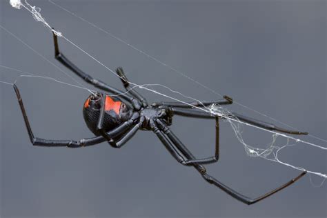 Miksi Black Widow Spider Ei Ole Niin Pelottava Kuin Luulet