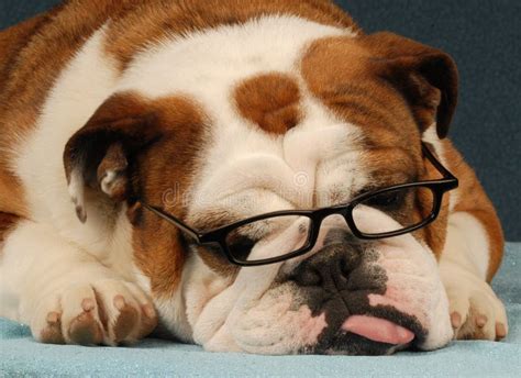Depressed Dog Wearing Glasses Stock Image Image Of Brown Bull 9948977
