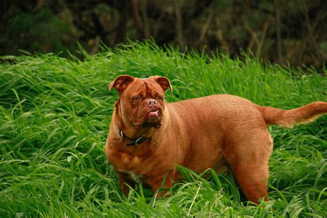 All About French Mastiff