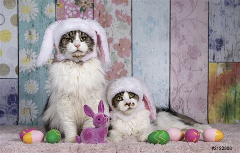 Two Cat With Easter Bunny Hats On Pastel Background Stock Photo