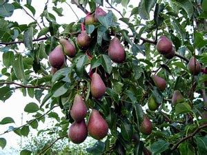 Is neem oil toxic in people? Pure Neem Oil by Michael Phillips