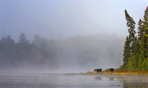 Moose In Mist At Lakes Edge Stock Photo Download Image Now Istock