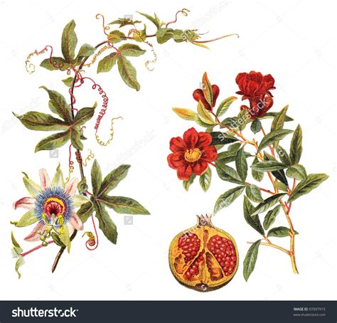 Passiflora Caerulea Clipart Clipground