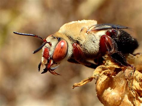 Red Eyed Digger Bee Bubbling To Concentrate Nectar Smithsonian