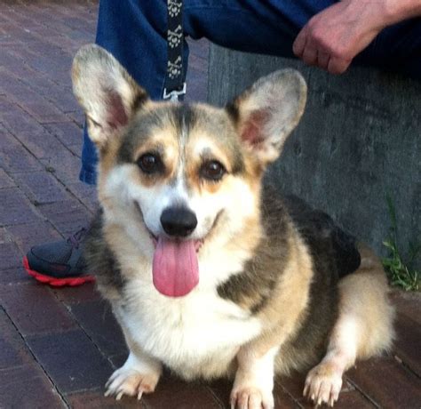 The corgi's coat may be expected to shed twice in a year. What Is A Rescue Corgi? - PPWCC