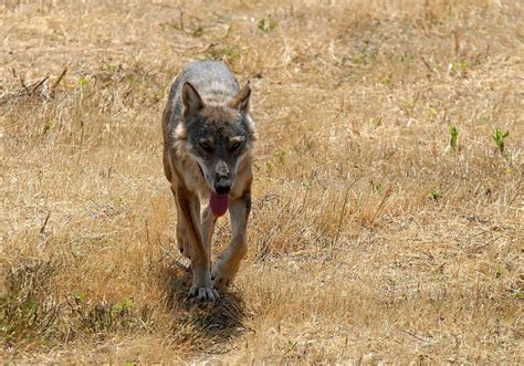 Italian Wolf Canis Lupus Italicus Wiki Display Full Image