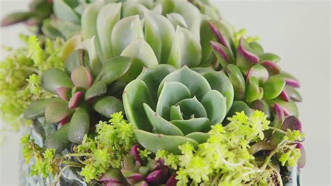 Pretty Succulents In Handmade Oval Container Youtube