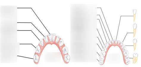 Human Deciduous Teeth And Permanent Teeth Diagram Quizlet