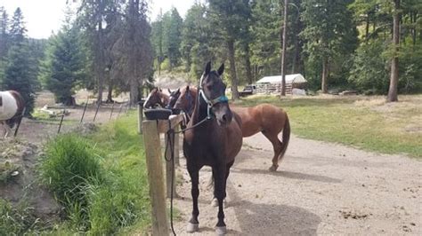 Artemis Acres Paint Horse Ranch Kalispell отзывы и фото Tripadvisor