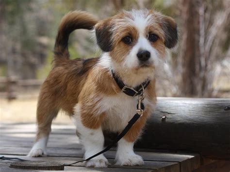 Small Mixed Dog Breeds List And Pictures Moo Seat The Forest