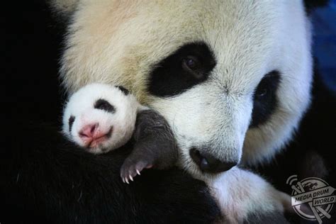 Adorable Photos Show Giant Panda Mother Bonding With Her