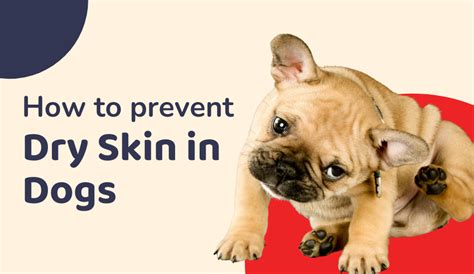 Heres How You Can Prevent Dry Skin In Dogs Causes Symptoms And