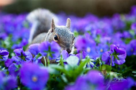 Squirrel Eating Purple Flowers At Epcot At Least Its Not Flickr