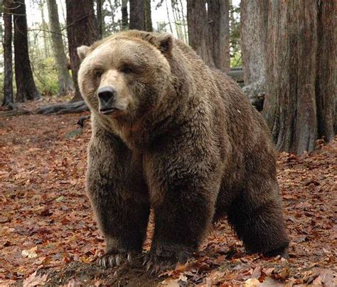 Grizzly Bear Ursus Arctos Horribilis
