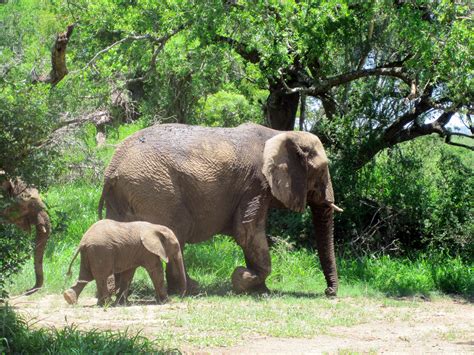 Mom And Baby African Elephant Free Stock Photo Public Domain Pictures