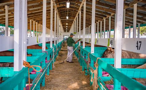 Agriculture Show Embraces Tradition Cayman Compass