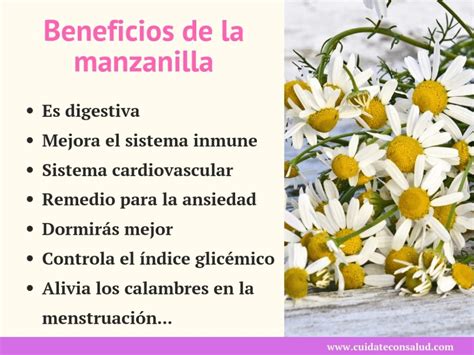 Propiedades Y Beneficios De La Manzanilla Para La Salud Estos Beneficios