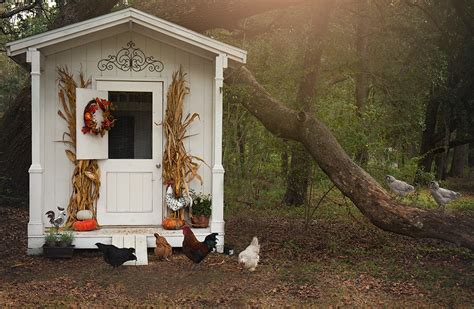stylish chicken coops for backyard chickens read now