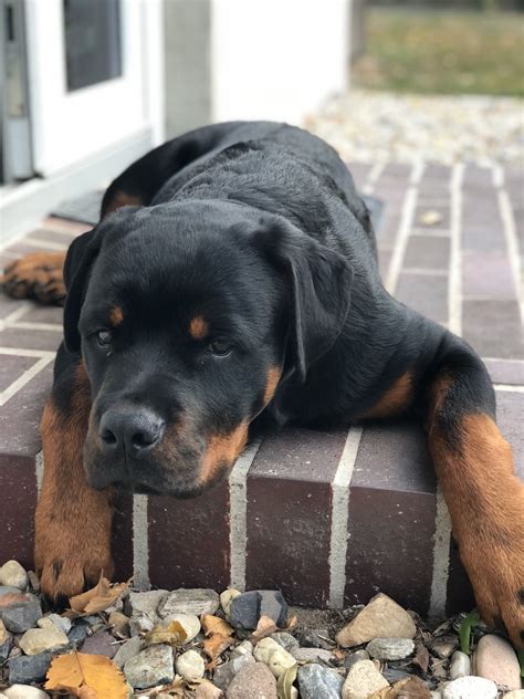 Like puppies, bunnies, babies, and so on. #rottweiler #rottweilers #love #dog #cute | Rottweiler puppies, Rottweiler dog, Dogs