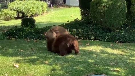 ‘sibling Rivalry Playful Bear Cubs Wrestle In California Neighborhood