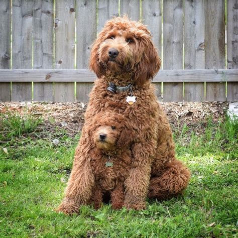 Find labradoodle puppies for sale on pets4you.com. Pin by Renee McManus on Doodle Love | Fluffy dogs ...