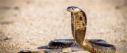 King Cobra Snake Wide Dual