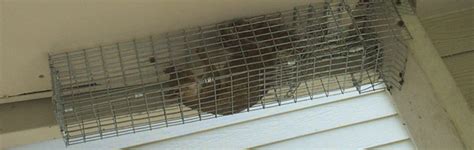 The job requires several service visits, as outlined below. Will a pest control company remove a squirrel?