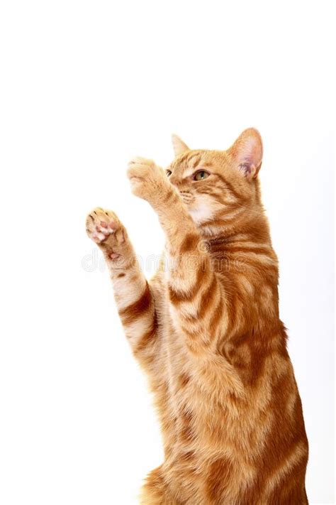 775 Cat Reaching Photos Free And Royalty Free Stock Photos From Dreamstime