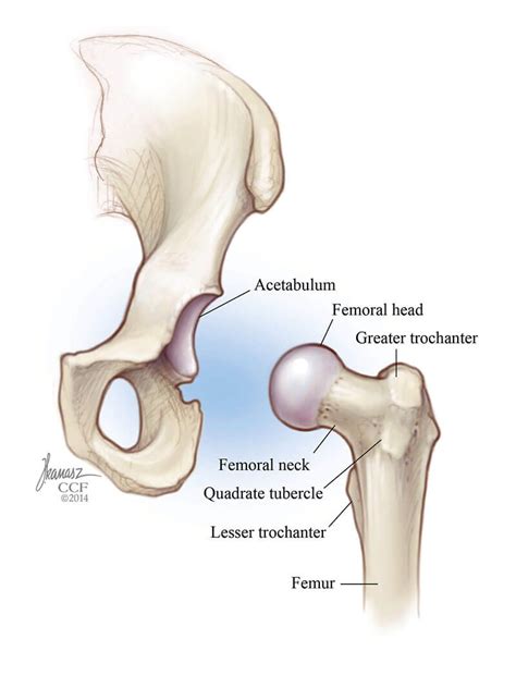 Top What Is The Labrum Of The Hip